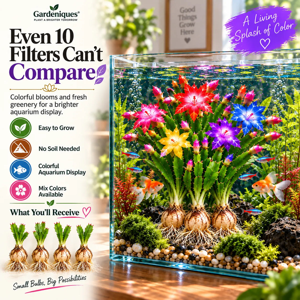 🦀  Mix Colors Rainbow Aquarium Schlumbergera – Easy-Care Blooms in Every Shade for a Colorful Aquatic Display 🌈🐠