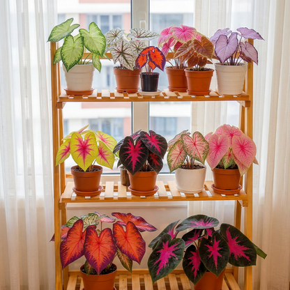 🌺Caladium Bulbs: The Easiest Way to Add Bold Color to Shady Spots