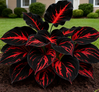 🔥Premium Hosta Seeds🌸Easy to Grow, Comes Back Every Year ✨ Perfect for Beginners