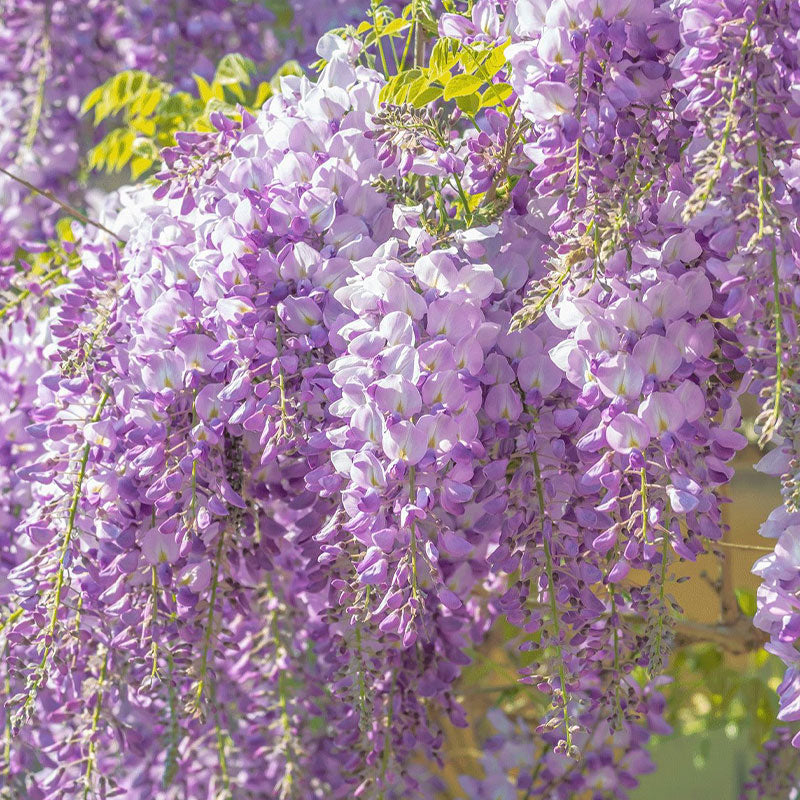 𖧧 🪻Wisteria - The Garden’s Cascading Beauty All Year Round