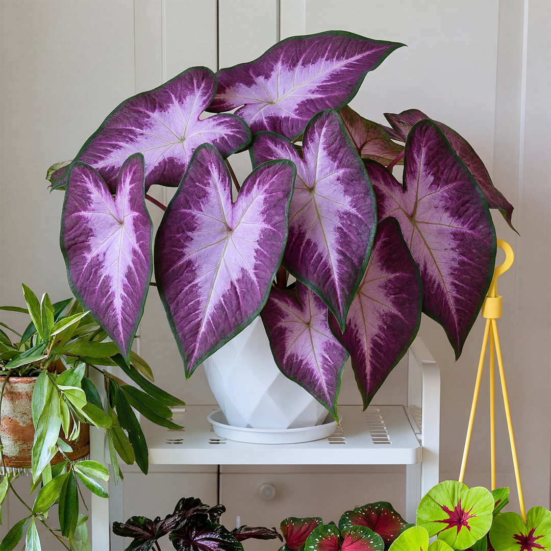🌺Caladium Bulbs: The Easiest Way to Add Bold Color to Shady Spots