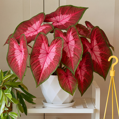 🌺Caladium Bulbs: The Easiest Way to Add Bold Color to Shady Spots