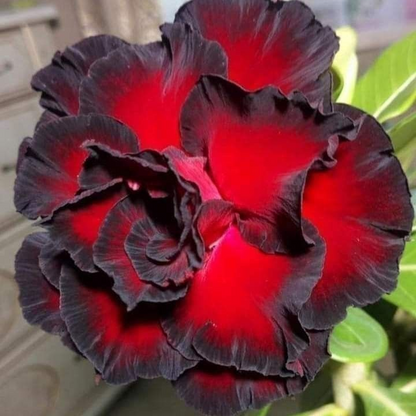 🌸Adenium Desert Rose -No green thumb needed! 🌵 Rare Adenium Obesum Bulbs🌹