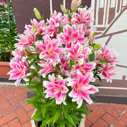 🌸 Premium Lily Bulbs – Fragrant Perennial Blooms for Gardens & Containers