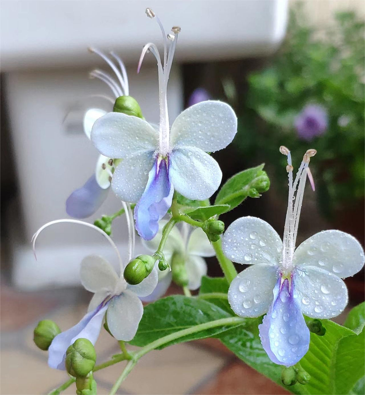 💙🦋Magical blue butterfly flowers that turn your garden into a dream