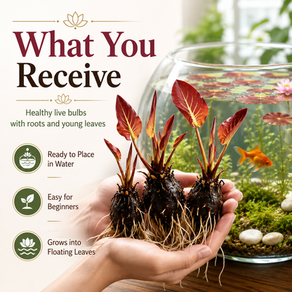 👍New Arrival👍 🐟Create a living garden in your tank with red lotus roots