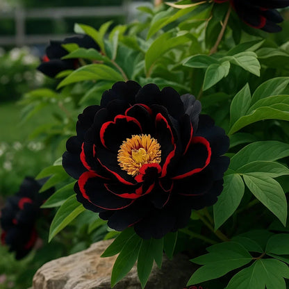 🦋⋰🌸⸝⸝Luxury Double Peonies for a Stunning Garden