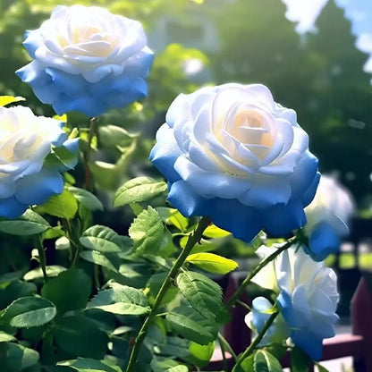 💙🌹Crushed Ice Blue Rose Seeds