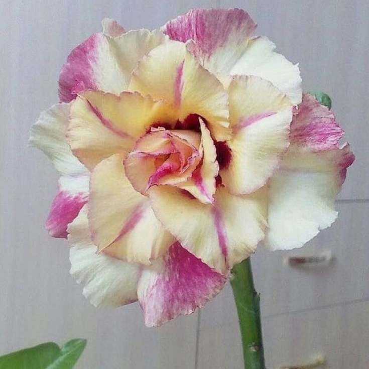 🌸Adenium Desert Rose -No green thumb needed! 🌵 Rare Adenium Obesum Bulbs🌹