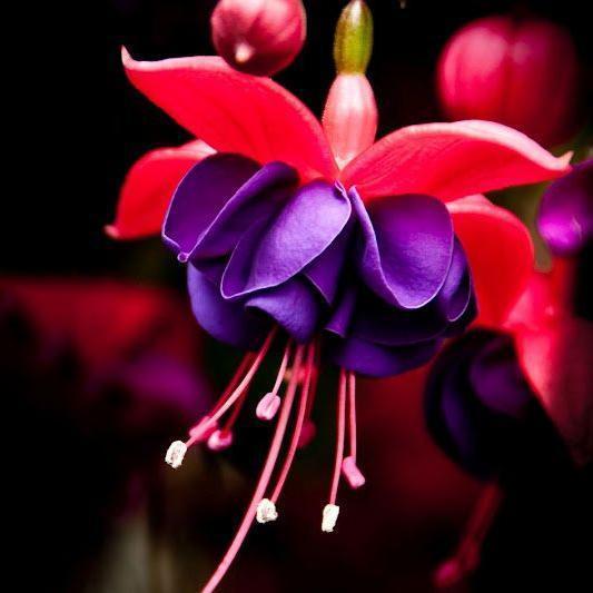 🧚🏼Fuchsia Flowers Seeds-Dancing Elf Bonsai