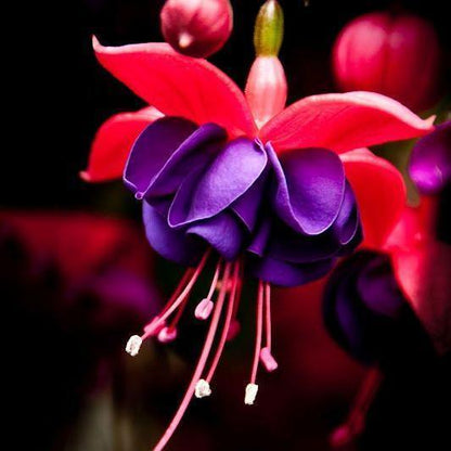 🧚🏼Fuchsia Flowers Seeds-Dancing Elf Bonsai