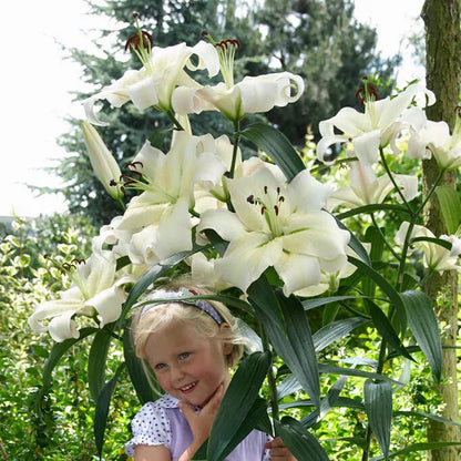 🌸 Premium Lily Bulbs – Fragrant Perennial Blooms for Gardens & Containers