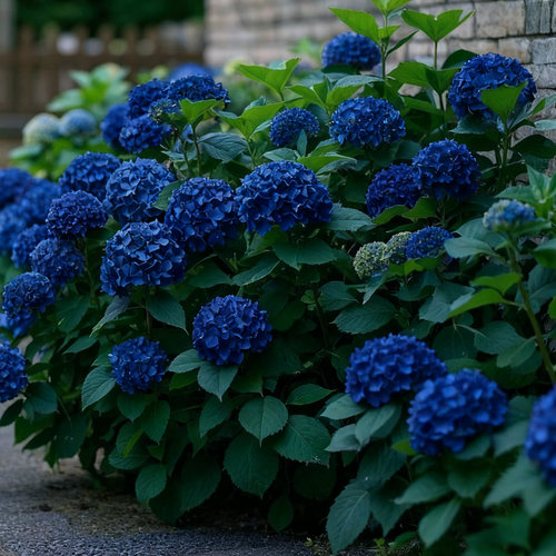 💙 Rare Blue Hydrangea Seeds
