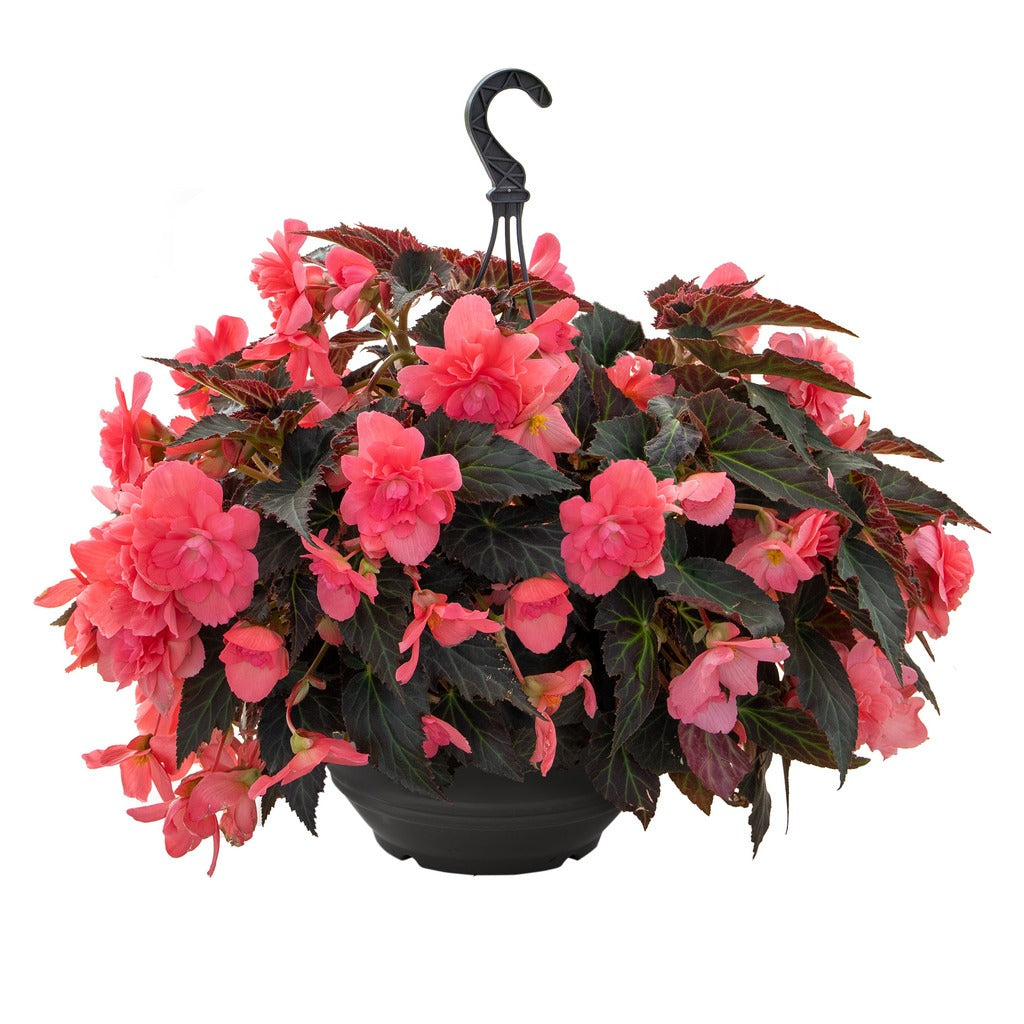 🌸🌸Colorful Weeping Crabapple Seeds | Elegant Cascading Garden Blooms