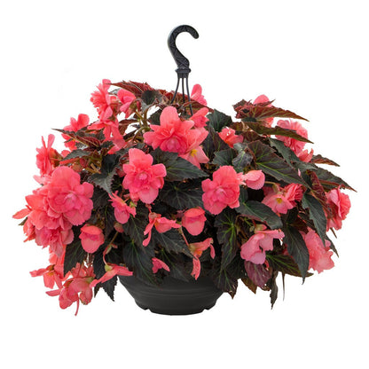 🌸🌸Colorful Weeping Crabapple Seeds | Elegant Cascading Garden Blooms