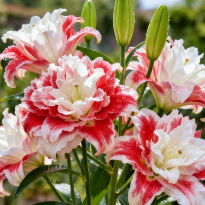 🌸 Double-Petaled Bicolor Lily Bulbs – Beautiful Blooms with Sweet Fragrance