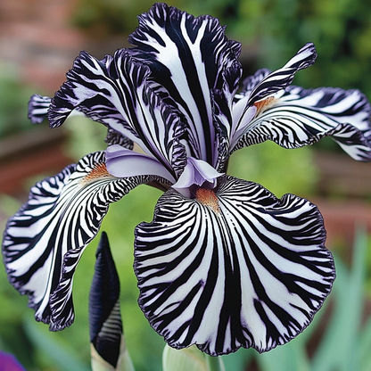 🌸 Zebra Stripes Iris 🌿 Bold Striped Blooms That Instantly Stand Out