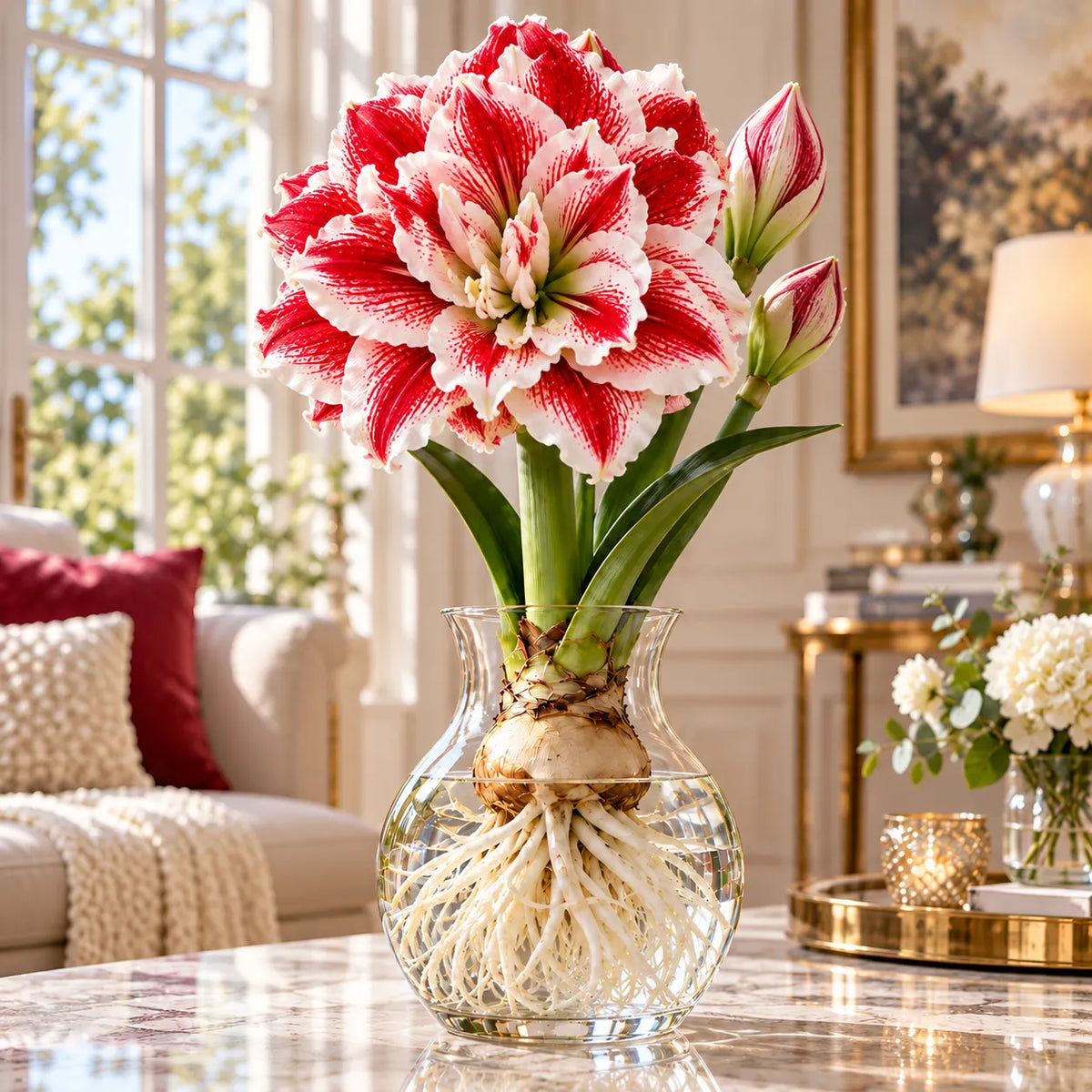 🌸 Rare Hydroponic Double Amaryllis Bulbs – Giant Ruffled Blooms in Stunning Colors