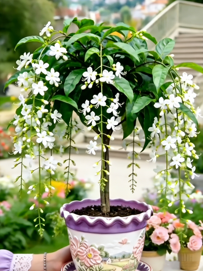 🏅2026 Best Seller💐Rare Weeping Jasmine Flowers Bulbs