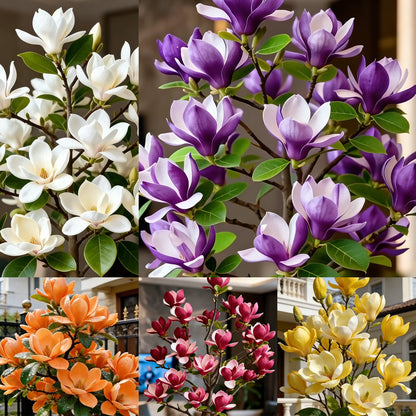 🌺Last Day 50% OFF🌸Magnolia liliiflora (Purple Orchids) Bulbs 🌸 Flowers Hide the Leaves, Fragrance Fills the Air