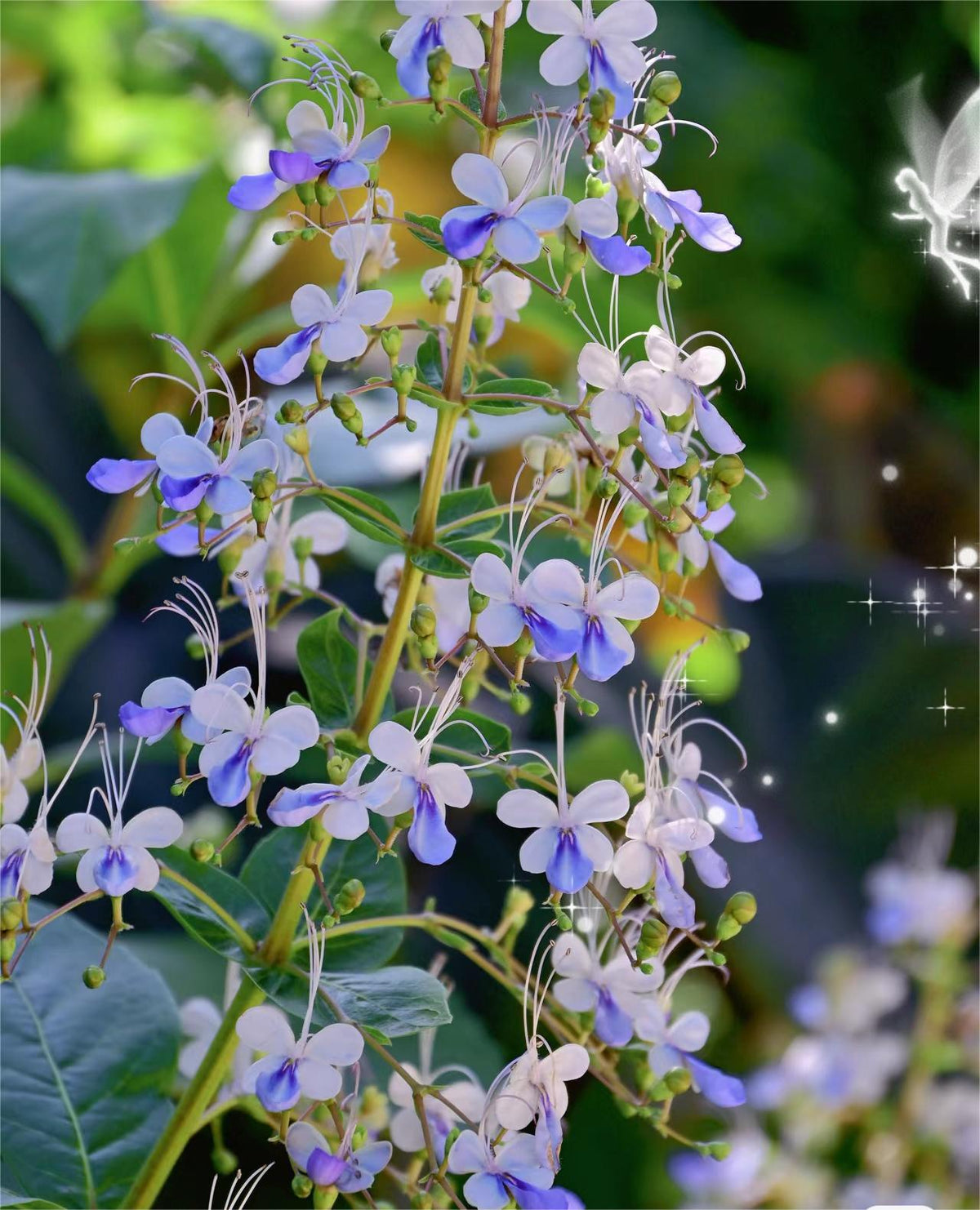 💙🦋Magical blue butterfly flowers that turn your garden into a dream