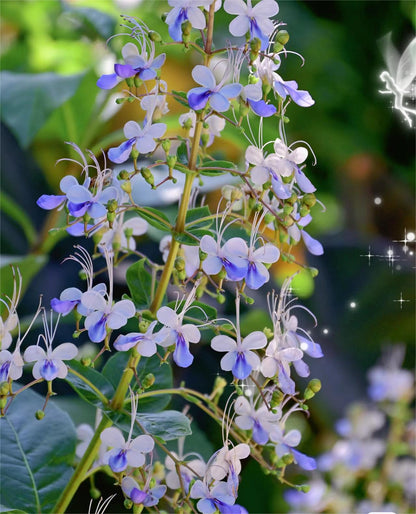 💙🦋Magical blue butterfly flowers that turn your garden into a dream