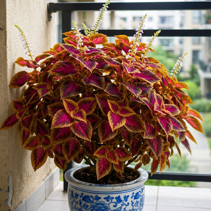 🌺Caladium Bulbs: The Easiest Way to Add Bold Color to Shady Spots