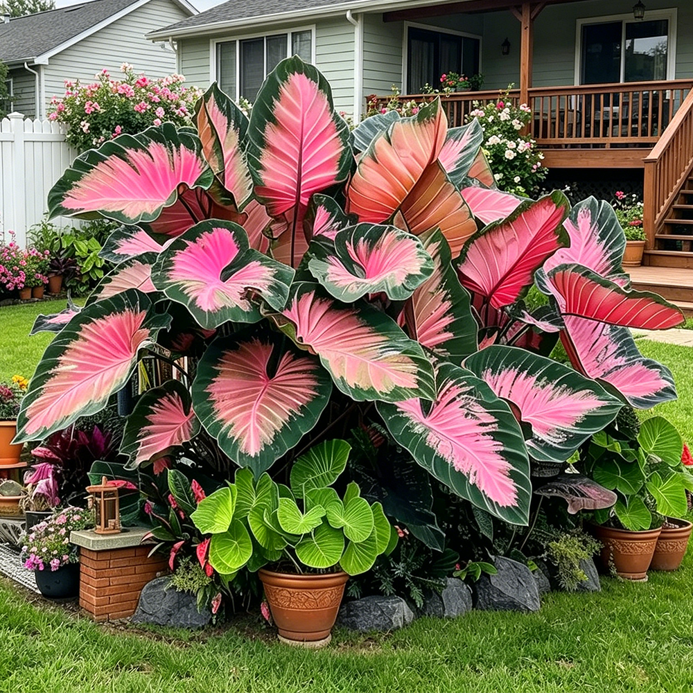 🔥 Premium Giant Caladium Bulbs 🌿🌈 Easy Care & Cold Hardy &Giant Leaves
