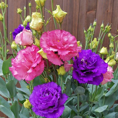 Eustoma / Lisianthus Grandiflorum Seeds - Thornless Rose-60% OFF
