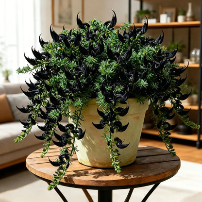 🪴 Parrot Beak Spider Plant Root Bulbs – Rare Foliage Plant, Easy to Care, Ideal for Home & Garden Decor