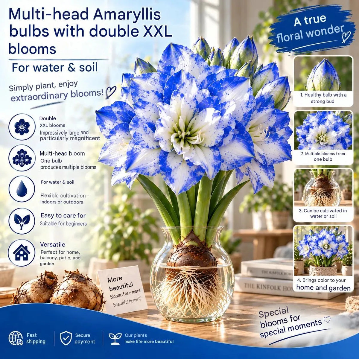 🤗🌺 Hydroponic Amaryllis Bulbs – Easy to Grow in Water or Soil, Giant Double Blooms🌱💙