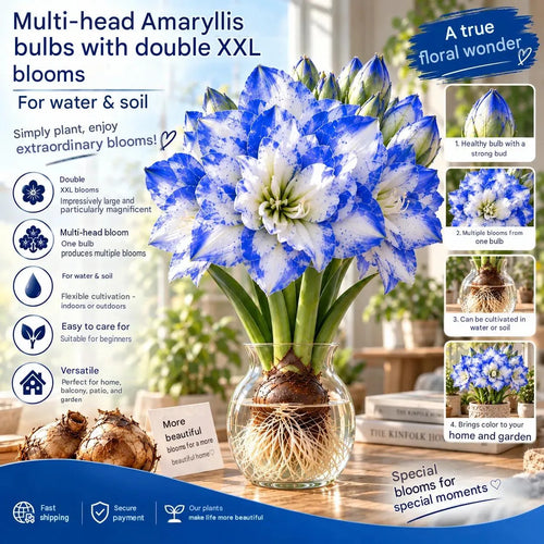 🤗🌺 Hydroponic Amaryllis Bulbs – Easy to Grow in Water or Soil, Giant Double Blooms🌱💙