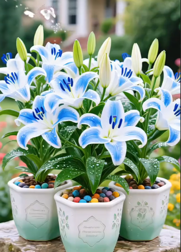 🌸 Double-Petaled Bicolor Lily Bulbs – Beautiful Blooms with Sweet Fragrance
