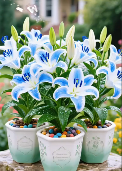 🌸 Double-Petaled Bicolor Lily Bulbs – Beautiful Blooms with Sweet Fragrance