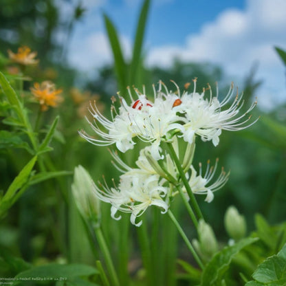 💙🌺Rare Spider Lily – A Mystical Touch of Nature’s Wonder