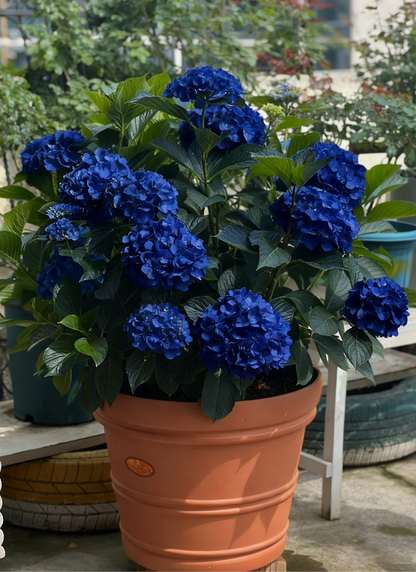 💙 Rare Blue Hydrangea Seeds