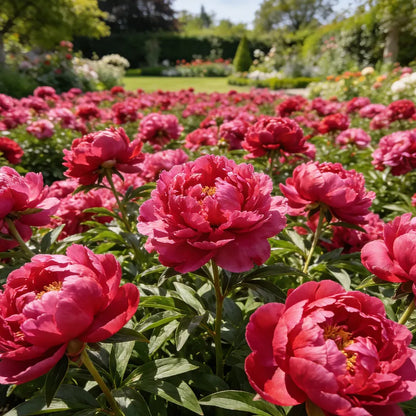 🌺'King of Flowers' Rare Double Peony Roots
