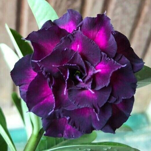 🌸Adenium Desert Rose -No green thumb needed! 🌵 Rare Adenium Obesum Bulbs🌹