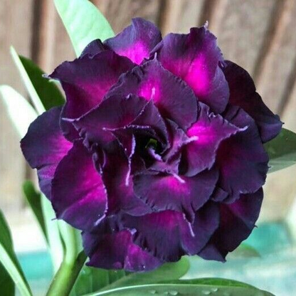 🌸Adenium Desert Rose -No green thumb needed! 🌵 Rare Adenium Obesum Bulbs🌹