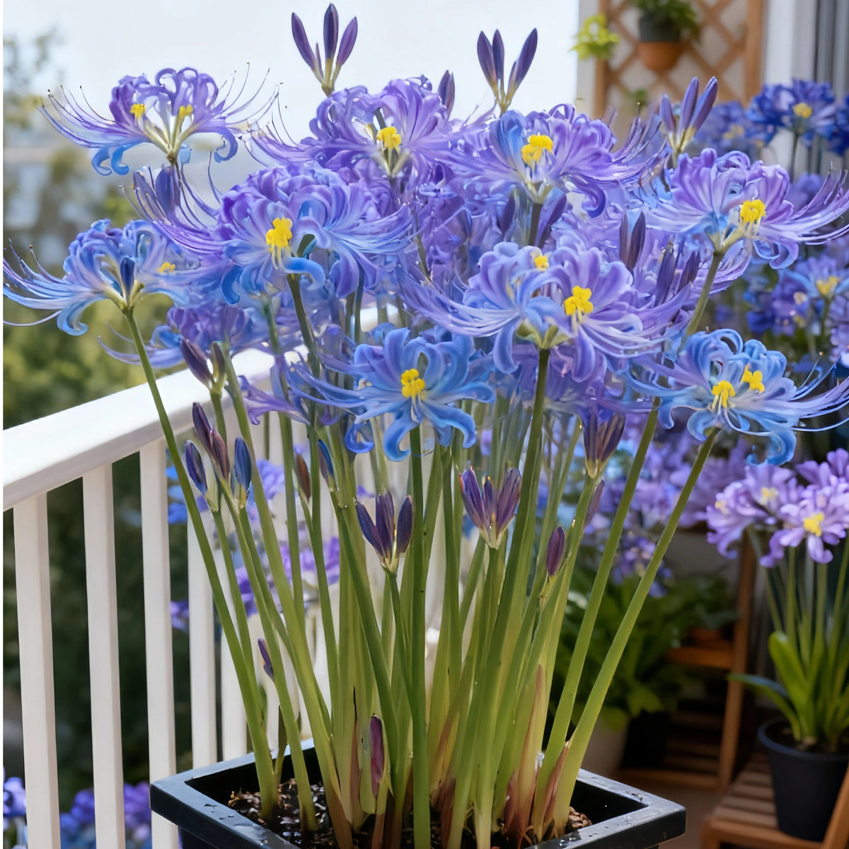 🌷·̩̩̥͙*̩̩̥͙˚̩̥̩̥Glow Like Magic — Stunning Spider Lilies Made Easy