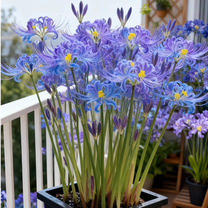 🌷·̩̩̥͙*̩̩̥͙˚̩̥̩̥Glow Like Magic — Stunning Spider Lilies Made Easy