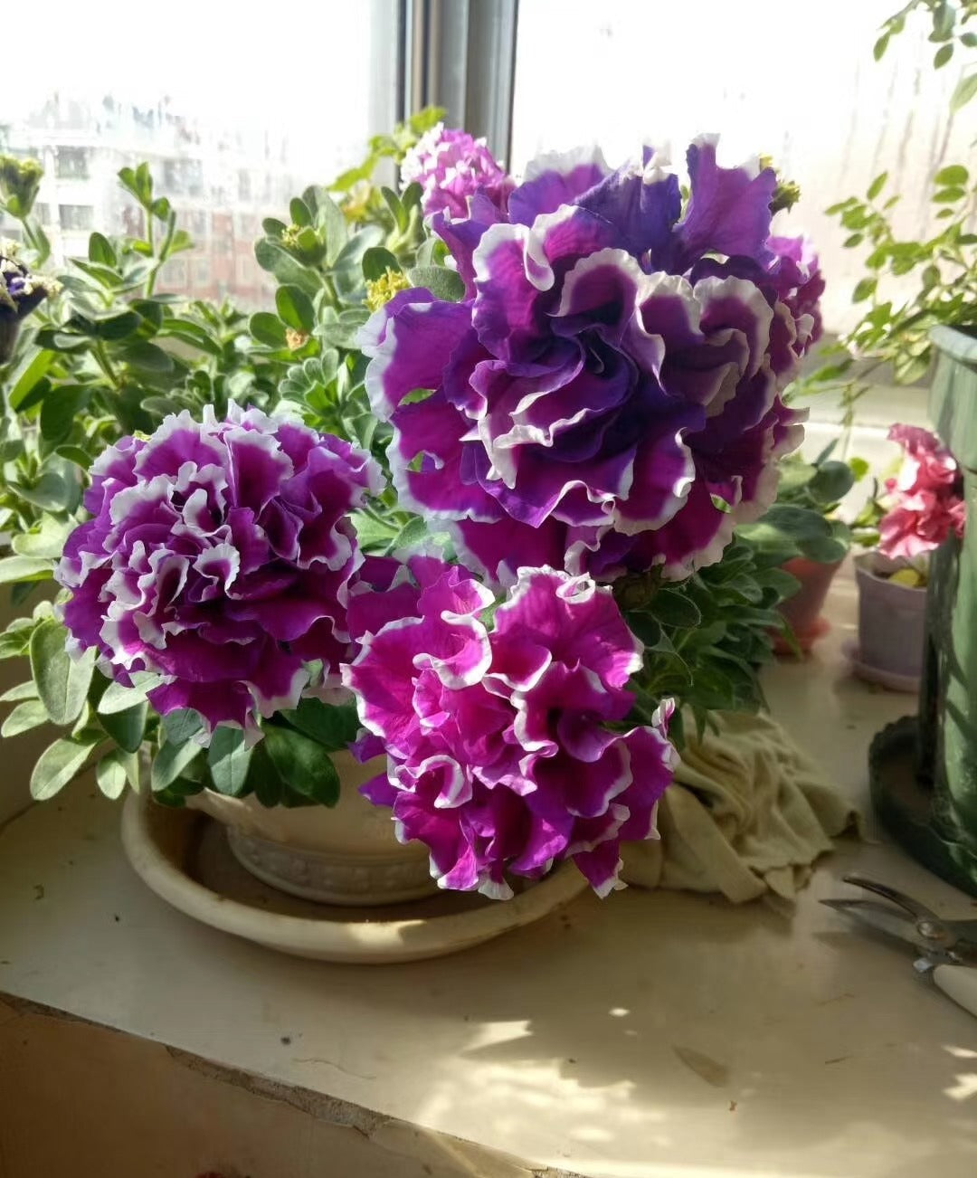 Double Pirouette Petunia Seeds (Red & Salmon) – Award-Winning Ruffled Bicolor Blooms for Hanging Baskets & Containers