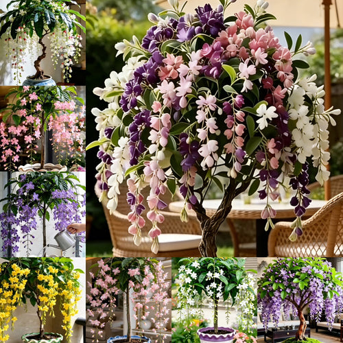 🏅2026 Best Seller💐Rare Weeping Jasmine Flowers Bulbs