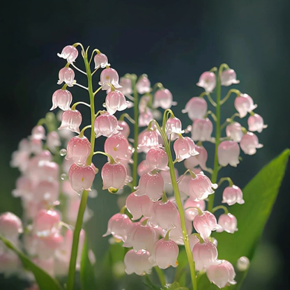 💐 Lily of the Valley – Bring Home Pure Happiness Today