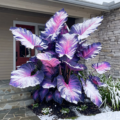 🔥 Premium Giant Caladium Bulbs 🌿🌈 Easy Care & Cold Hardy &Giant Leaves