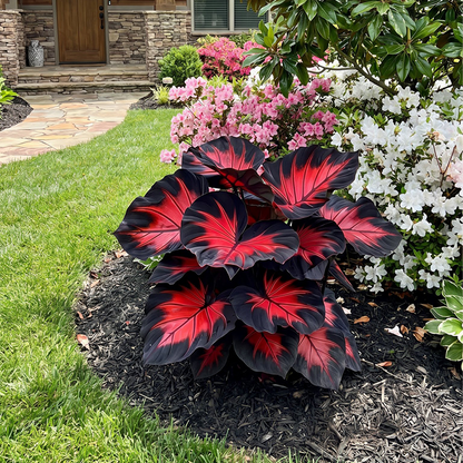 🔥 Premium Giant Caladium Bulbs 🌿🌈 Easy Care & Cold Hardy &Giant Leaves