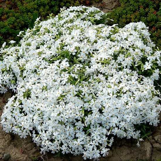 💐Creeping Phlox Seeds✨Vibrant Tapestry of Color