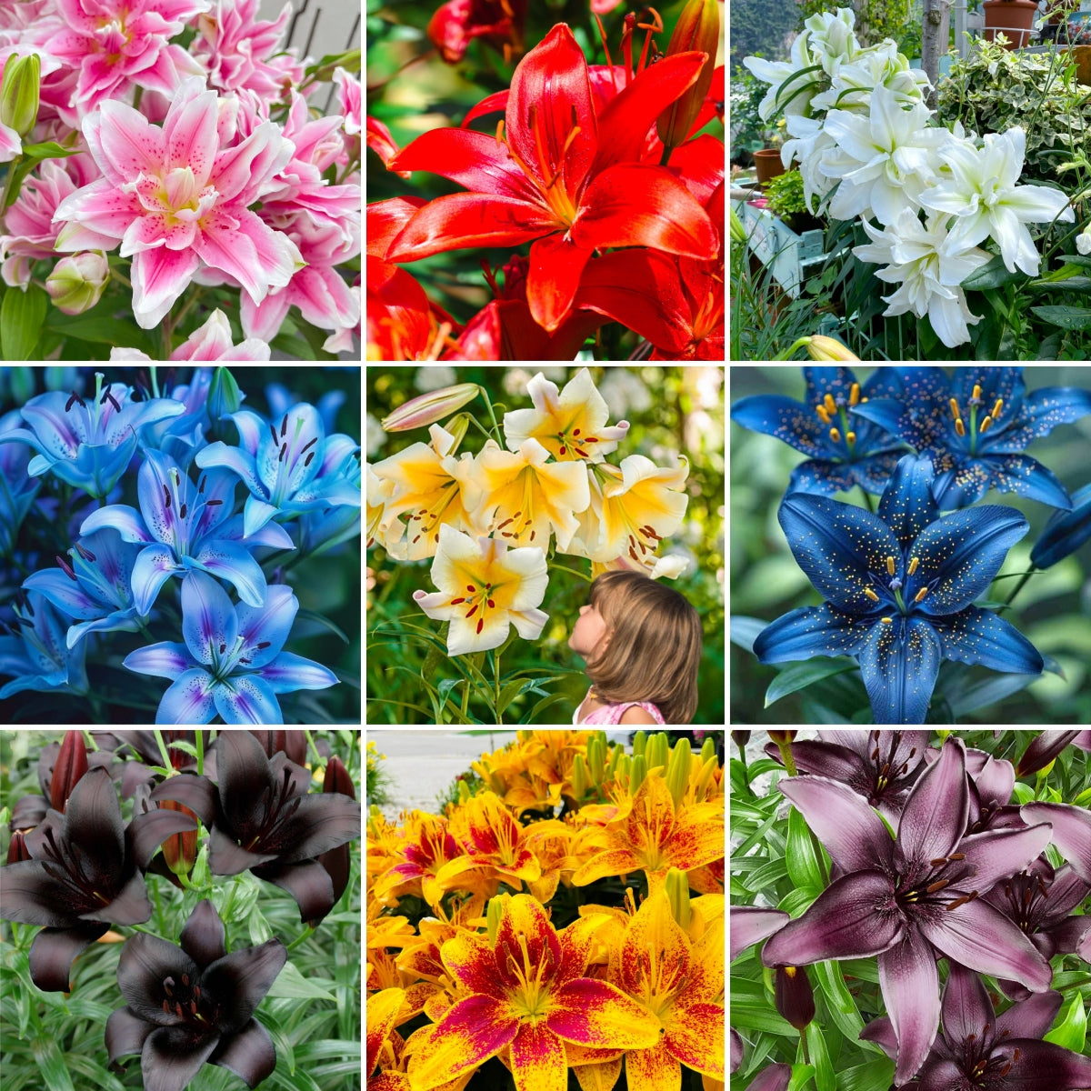 🌸 Premium Lily Bulbs – Fragrant Perennial Blooms for Gardens & Containers