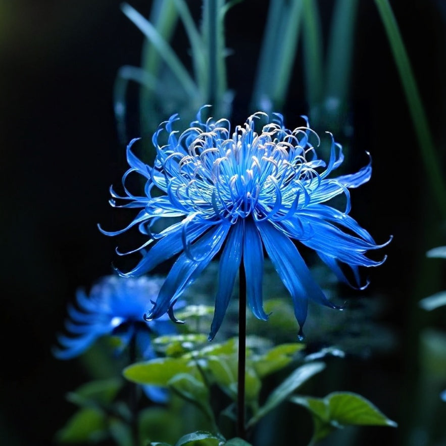 💙🌺Rare Spider Lily – A Mystical Touch of Nature’s Wonder