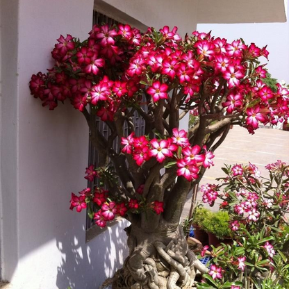🌸Adenium Desert Rose -No green thumb needed! 🌵 Rare Adenium Obesum Bulbs🌹
